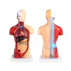 15 Teilig Menschliches Anatomie Modell, Produktbild-Vorschau 3