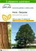 SAFLAX - Hora - Sequoia - Sequoiadendron gigantea - 50 Náhled obrázku produktu 1