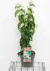 Heptacodium miconioides - Sieben Söhne Des Himmels Strauch Produktbild-Vorschau 1