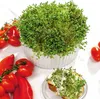 Kresse Ganzjahres-Gemüse-Sprossensamen 10G Produktbild-Vorschau 14
