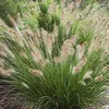 6 x Pennisetum alopecuroides 'Hameln' | Pot 9cm x 9cm Voir les images du produit 2