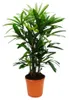 Rhapis excelsa - palma bambusowa - doniczka 21 cm - Podgląd zdjęcia produktu 1