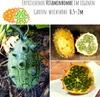 Kiwano Samen (Cucumis metuliferus) - Exotisches Horngurke Produktbild-Vorschau 4