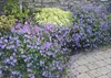 Stauden Gänge 3 x Geranium 'Rozanne ®' im 1 Liter Topf - Produktbild-Vorschau 4