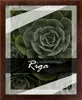 A framed picture of a succulent plant with text overlay. Produktbild-Vorschau