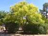 Koelreuteria paniculata  - 20 semi Anteprima dell’immagine prodotto 5