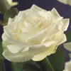 GreenboutiQ - Kletterrose - Rosa White Climber - Blüte Weiß Produktbild-Vorschau 4