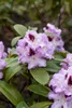 Rhododendron Hybr. 'Blue Peter', Rhododendron, blauviolett, Produktbild-Vorschau 8