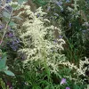 6 x Weißblühender China Beifuß - Artemisia lactiflora  | Produktbild-Vorschau 1