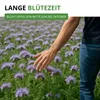 Phacelia Bienenfreund Samen 3 g - Phacelia tanacetifolia - Produktbild-Vorschau 4