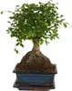 Bloomique - Bonsai Zelkova - Kugelform - Bonsai-Baum - Produktbild-Vorschau 1