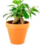 Gardners Ficus microcarpa Ginseng, průměr 6 cm Náhled obrázku produktu 1