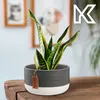 A snake plant in a ceramic pot sits on a wooden table, with framed pictures of pets in the background. Podgląd zdjęcia produktu