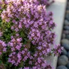 Bloomique - Lot de 6 - Thymus Red Carpet - Thym rouge - Voir les images du produit 4