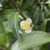 Théier (Camellia sinensis)  - 5 graines Voir les images du produit 1