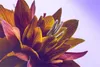 Muralo XXL Vlies FOTOTAPETE 3D Effekt Makro Lotus Blume (B) Produktbild-Vorschau 2