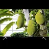 TCL T69C 50T69C, 127 cm (50"), 3840 x 2160 Pixel, LCD, Produktbild-Vorschau 2