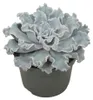 Gekräuseltes Rosetten-Dickblatt - Echeveria "Crispy Beauty" Produktbild-Vorschau 1