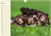 Kobolde auf 4 Pfoten - Bolonka Zwetna (Wandkalender 2026 Produktbild-Vorschau 8