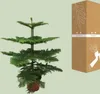 Araucaria Heterophylla Anteprima dell’immagine prodotto 3
