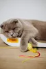 JOSERA Kitten, 2 kg, Trockenfutter für heranwachsende Produktbild-Vorschau 6