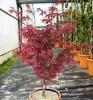 Fächerahorn ´SKEETER´S BROOM´ 60-70 cm, Cont. 2,5 l Produktbild-Vorschau 3