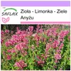 SAFLAX - Zioła - Limonka - Ziele Anyżu - 50 Nasiona - Podgląd zdjęcia produktu 5