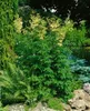 Filipendula ulmaria 'Plena', Mädesüß, gefüllt, ca. 9x9 cm Produktbild-Vorschau 2
