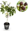 Figovník Ficus carica Little Miss Figgy - výška 19cm, výška Náhľad obrázku produktu 1