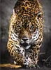 Clementoni 39326 - Puzzle - Jaguar (1000 Teile) Puzzel Produktbild-Vorschau 5