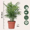 Bergpalme - 3 Stk - Chamaedorea elegans - Höhe 30-40cm - Produktbild-Vorschau 2