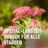 COMPO Stauden Langzeit-Dünger für Stauden und Produktbild-Vorschau 8