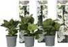 Three potted hydrangea plants are displayed in front of decorative packaging with floral patterns.