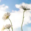 Gänseblümchen Samen (Bellis perennis) - Zarte Blumen mit Produktbild-Vorschau 5