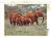 Calvendo Elefantenherde mit Jungtieren 1000 Teile Puzzle Produktbild-Vorschau 3