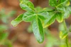 Poncirus trifoliata, Bitterorange, 60–80 cm Produktbild-Vorschau 5