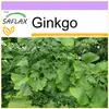 SAFLAX - Ginkgo - 4 Nasiona - Ginkgo biloba Podgląd zdjęcia produktu 9