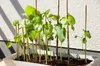 Dixiestore Bambusstäbe Set - Blumenstützen und Produktbild-Vorschau 8