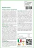 SAFLAX  - Bambù spinoso - 50 semi - Dendrocalamus Anteprima dell’immagine prodotto 3