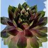 Hauswurz - Sempervivum 'Tesoro' - Dachwurz, Sempervivum, Produktbild-Vorschau 2
