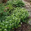 Bloomique - Lot de 6 - Galium odoratum - Aspérule odorante Voir les images du produit 1