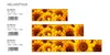 Küchenrückwand Folie selbstklebend SONNENBLUMEN 180 x 60 cm Produktbild-Vorschau 4