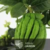 Main de bouddha - agrume méditerranéen - arbre fruitier - ↕ Voir les images du produit 2