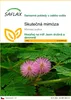 SAFLAX - Skutečná mimóza - Mimosa pudica - 70 Semena Náhled obrázku produktu 1