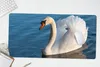 MuchoWow® Schreibtischunterlage Schwan - Wasser - Vogel - Produktbild-Vorschau 5