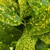 2 x  Aukuba giapponese  - Aucuba japonica 'Crotonifolia'  | Anteprima dell’immagine prodotto 1