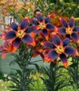 BALDUR Garten 3x Lilie Forever Susan, 3 Zwiebeln, Lilium Produktbild-Vorschau 2