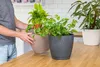 KADAX Blumentopf mit Untersetzer "Tubas", Blumenkübel, Produktbild-Vorschau 14