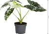 Dehner Pfeilblatt, Alocasia micholitziana 'Frydek' Produktbild-Vorschau 2