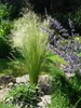10 x Stipa tenuissima 'Pony Tails' 1 Liter Topf Produktbild-Vorschau 6